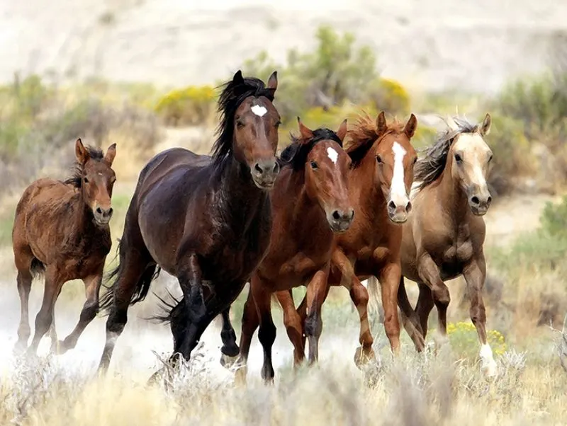 Drive the Pilot Butte Wild Horse Scenic Loop