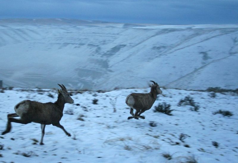 Wildlife Encounters