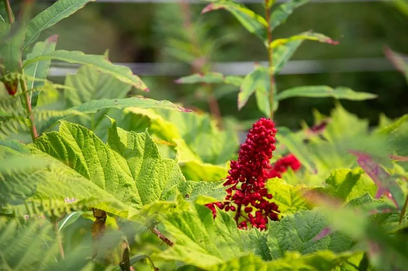 Devil’s Club: Prickly, Medicinal, and Respected