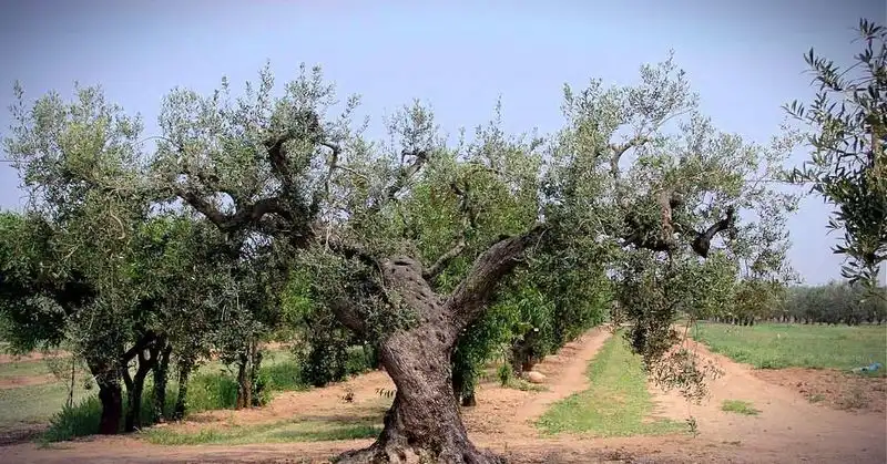 Drought-Stressed Olive Trees in Southern Spain