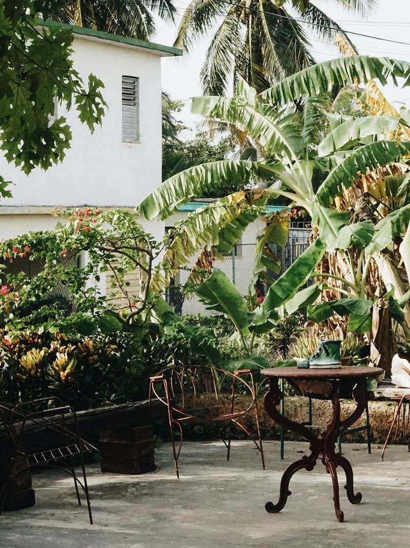 Banana Plants in Urban Backyards
