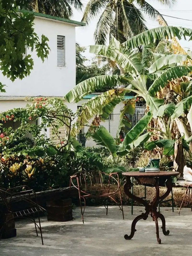 Banana Plants in Urban Backyards
