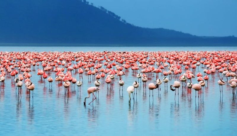 Lake Nakuru National Park, Kenya