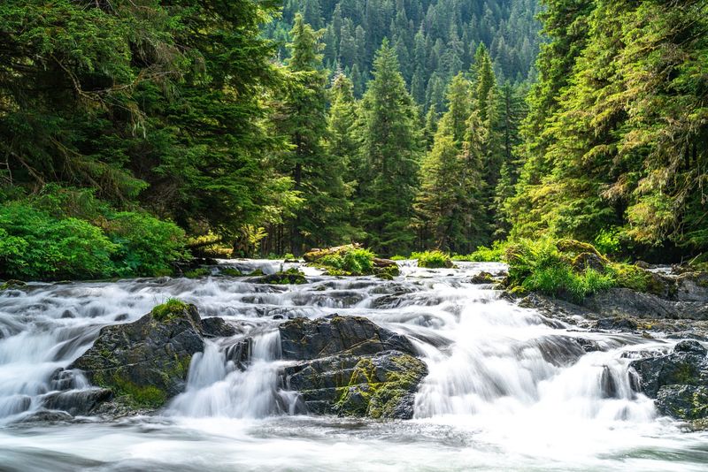 Red Cedar Groves in Alaska’s Tongass National Forest