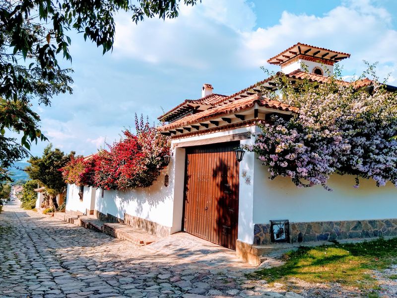 Baeza, Ecuador – Andean Orchids and Mossy Trees