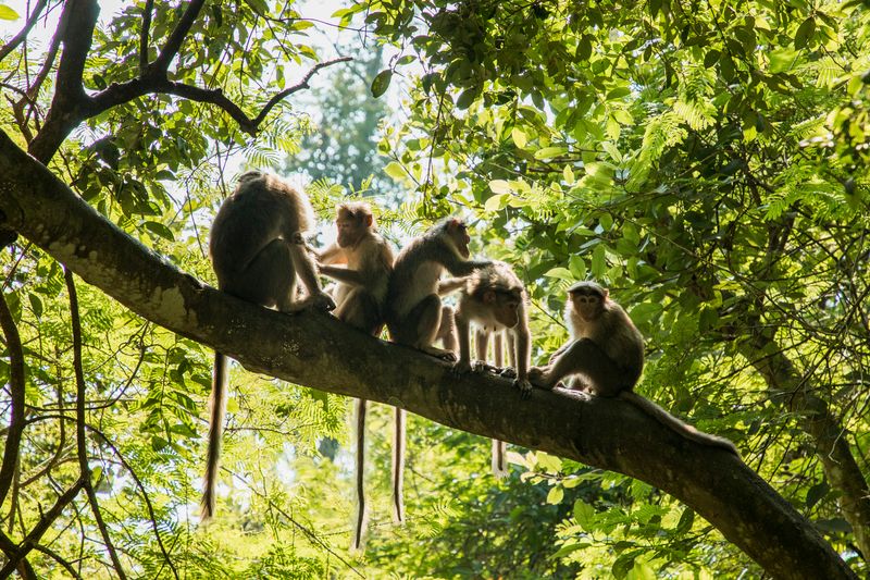 Morgan Island “Monkey Island,” USA