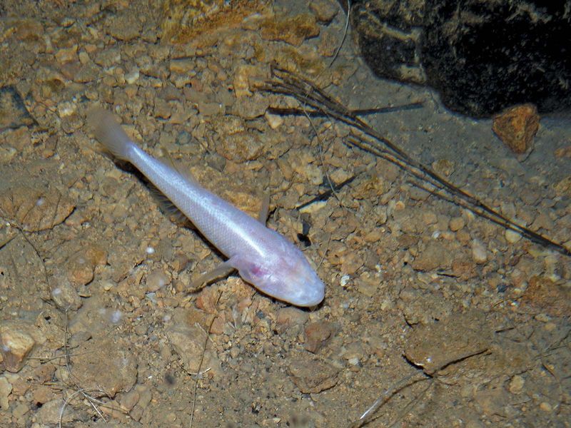 Blind Cavefish and Other Rare Creatures