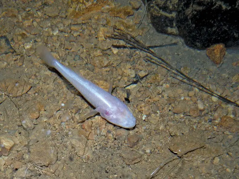 Blind Cavefish and Other Rare Creatures