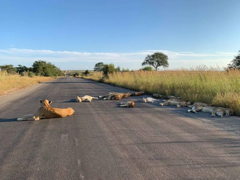 Unusual Animal Encounters