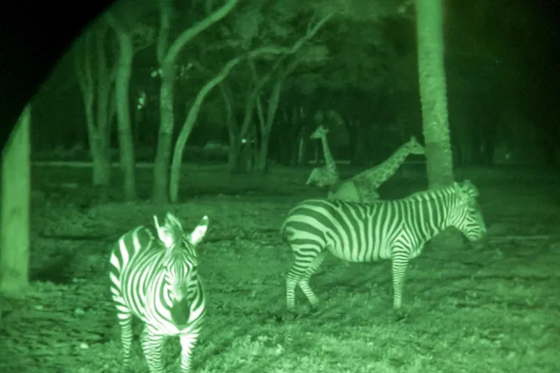 Starlight Safari at Disney’s Animal Kingdom Lodge