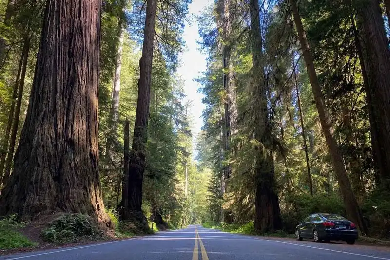 The Majestic Redwood Forests