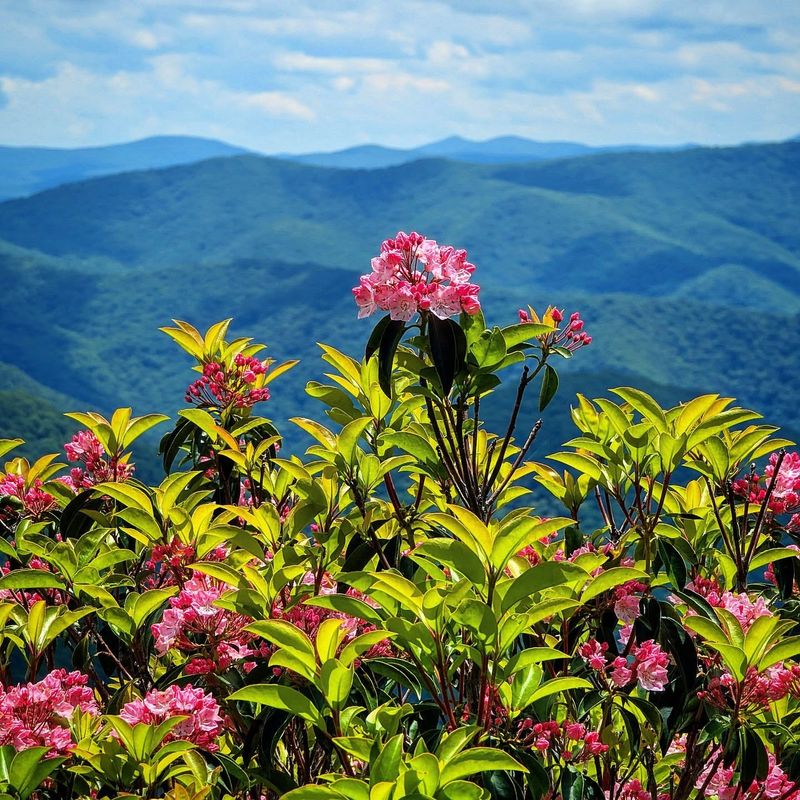 Mountain Laurel Arching Over Trail Paths