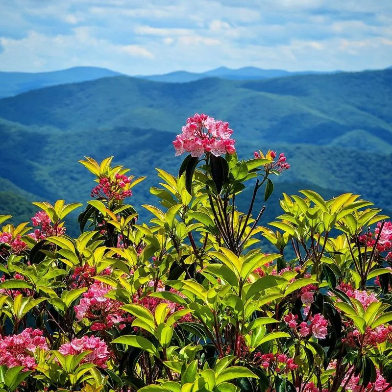 Mountain Laurel Arching Over Trail Paths