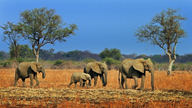 South Luangwa National Park, Zambia