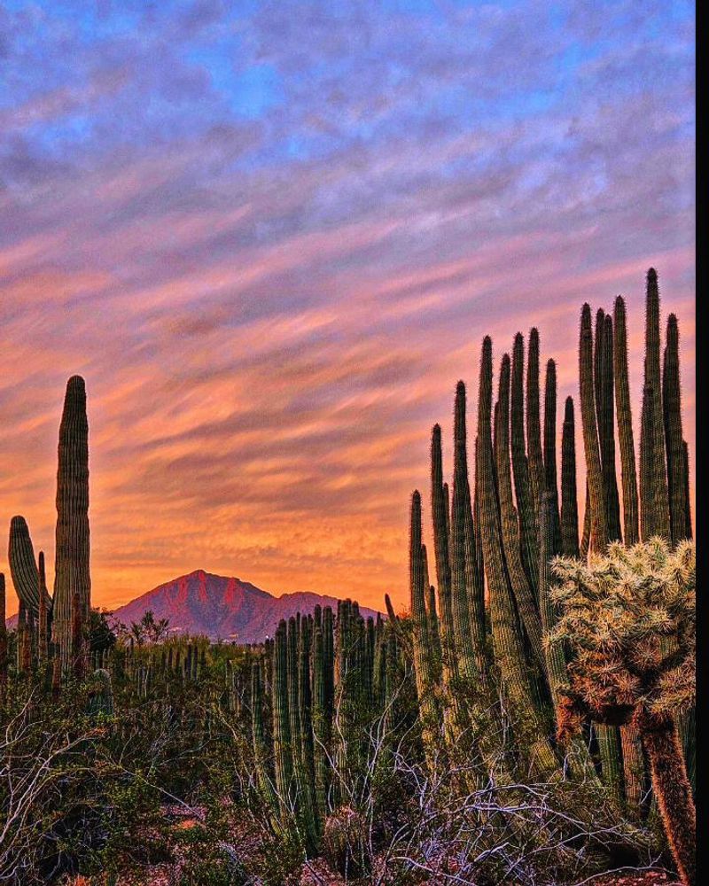 Explore Desert Botanical Garden on a Discount Day (Phoenix, AZ)