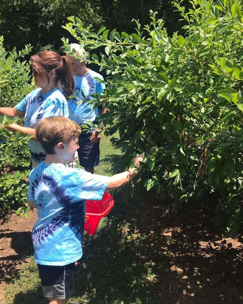 Pick-Your-Own at a Tennessee Berry Farm