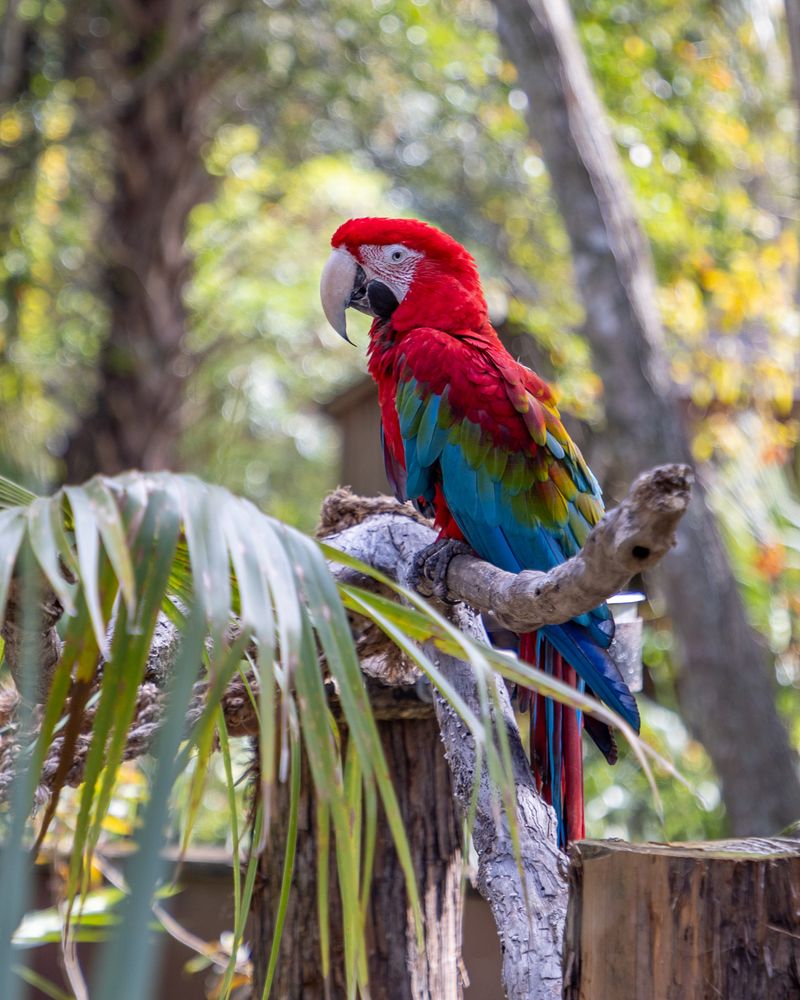 See Seasonal Color at the Central Florida Zoo’s Gardens