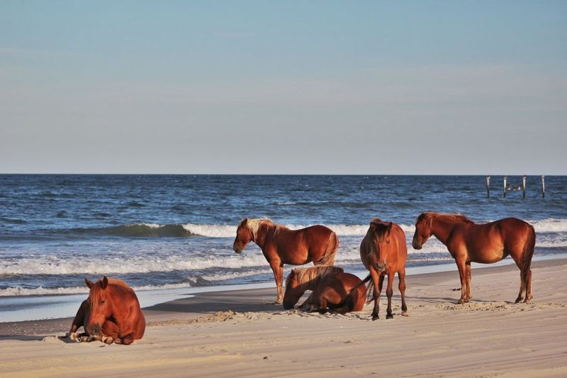 See Wild Horses in Corolla