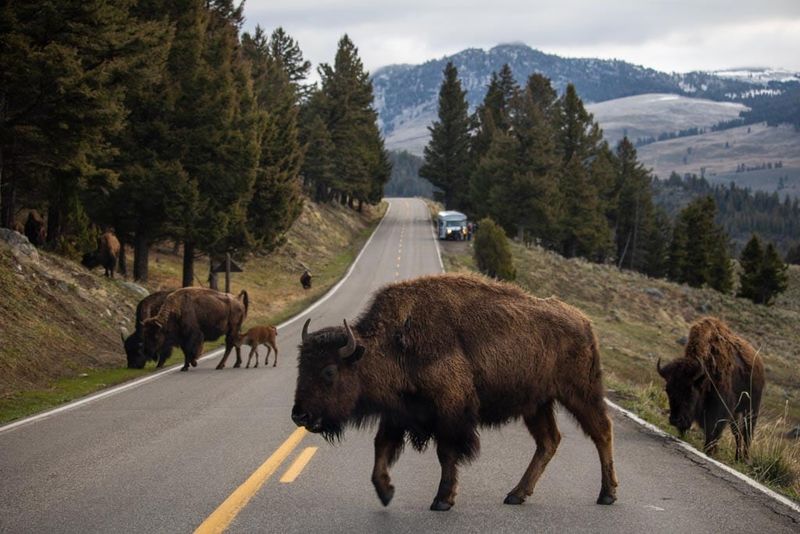 Go Wildlife Watching in Yellowstone’s Northern Range