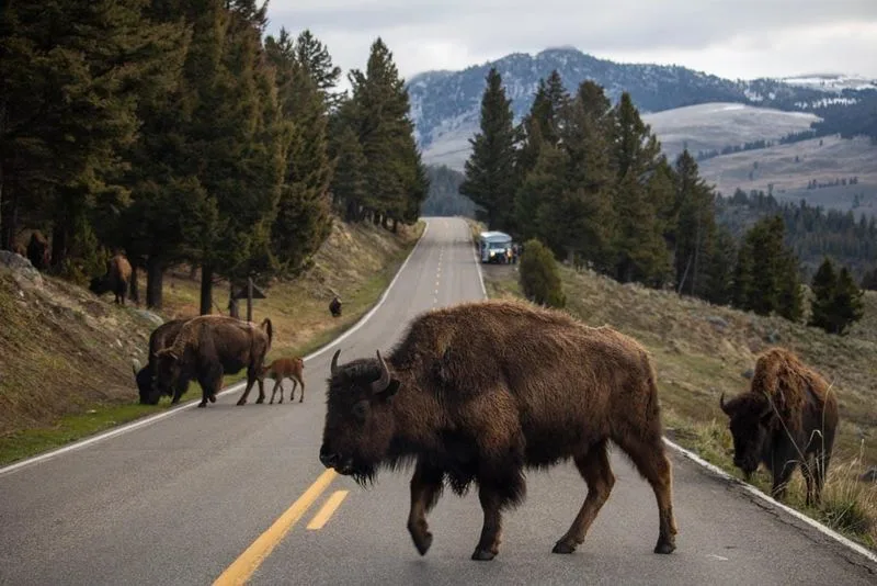 Go Wildlife Watching in Yellowstone’s Northern Range