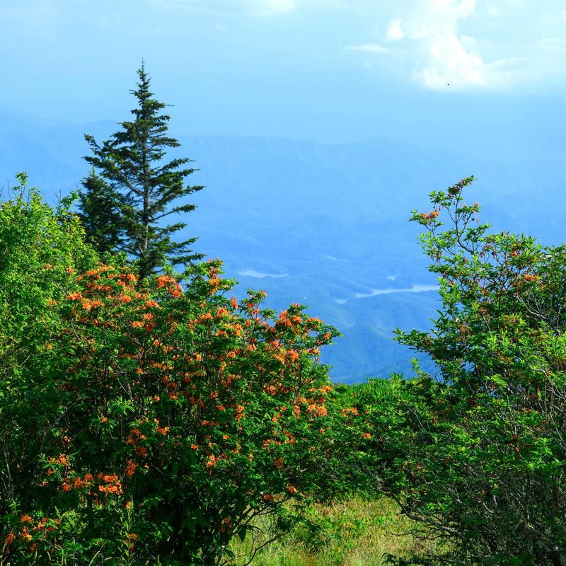 Climb to a Bald at Andrews Bald for Rare High-Elevation Flora