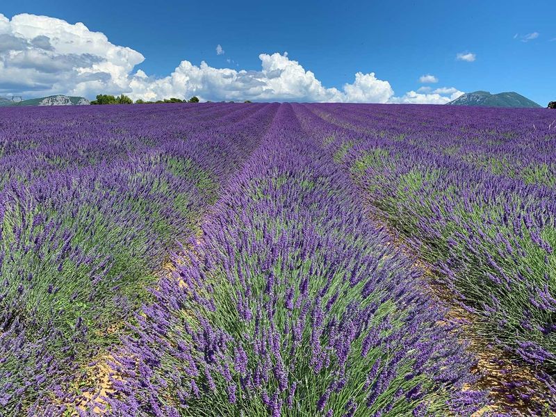 Tour lavender farms near Valensole