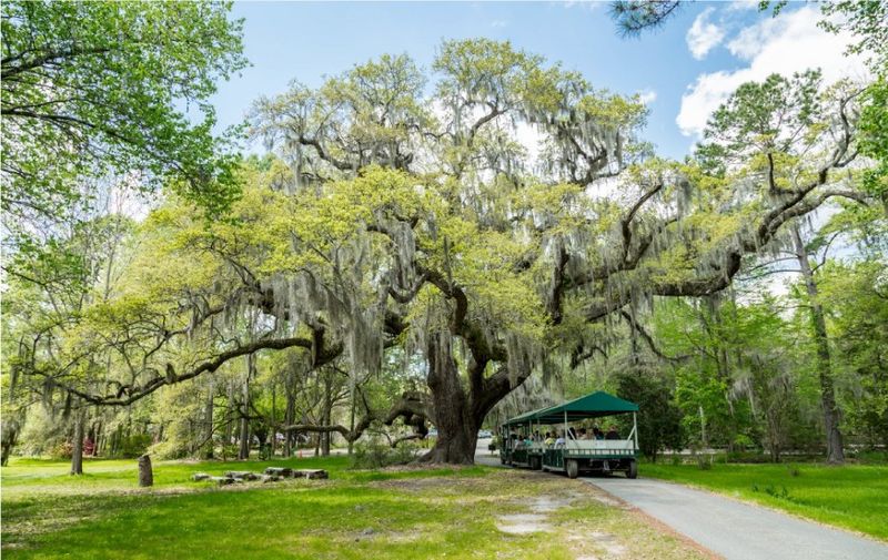 Magnolia Plantation – Charleston, SC
