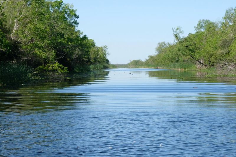 Bayou Sauvage Urban National Wildlife Refuge, Louisiana – Wetland Wildflowers and Marsh Grasses