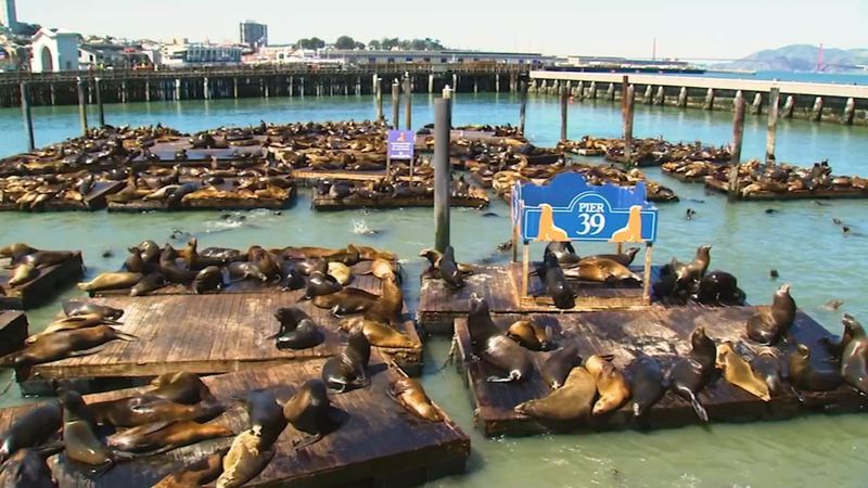 Snap a Photo at Pier 7 and Say Hello to the Sea Lions at Pier 39