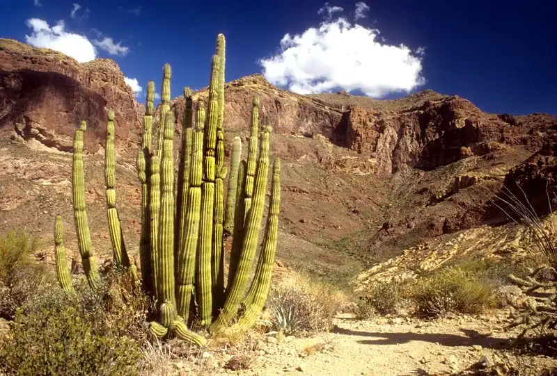 Wander Organ Pipe Cactus National Monument
