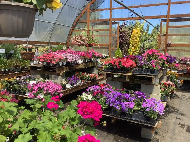 Visit a Local Nursery for Native Plants to Take Home
