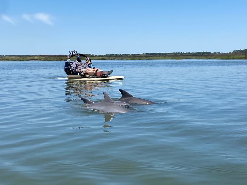 Experience Dolphin Watching Tours