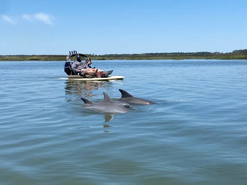 Experience Dolphin Watching Tours