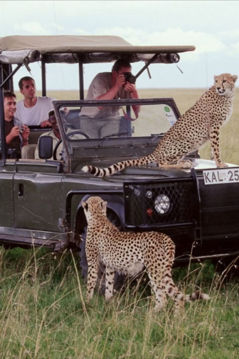 Taking a Safari in Kenya