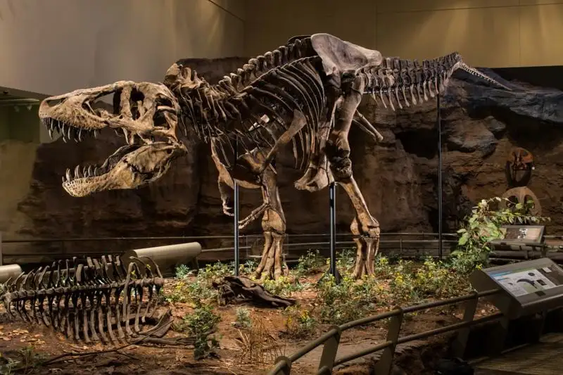 Explore the Carnegie Museum of Art & Natural History