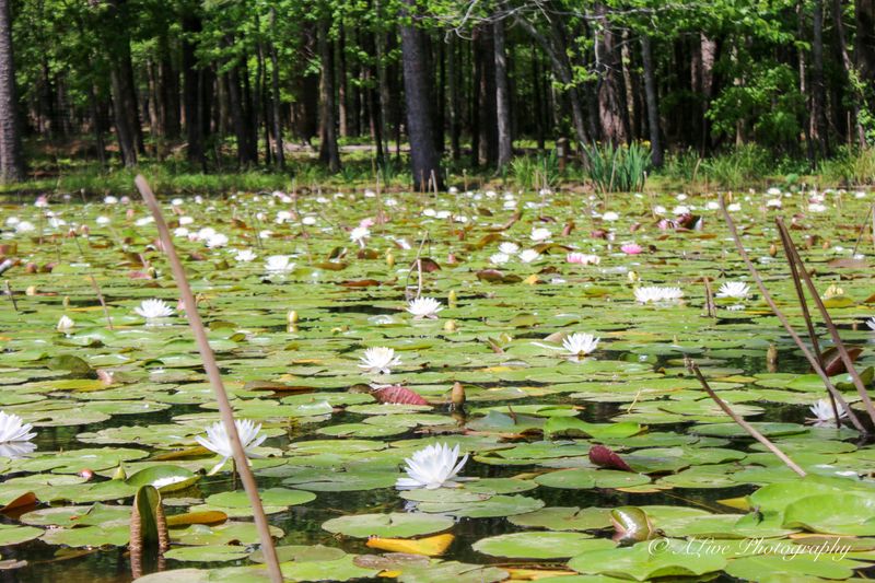Relax in the South Carolina Botanical Garden (Clemson, SC)