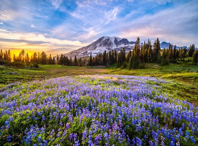 Mount Rainier National Park – Wildflower Meadows