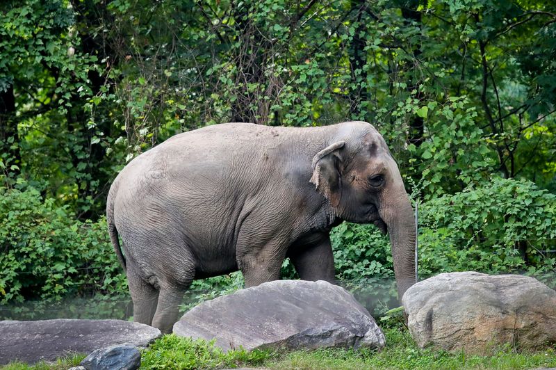 The Bronx Zoo