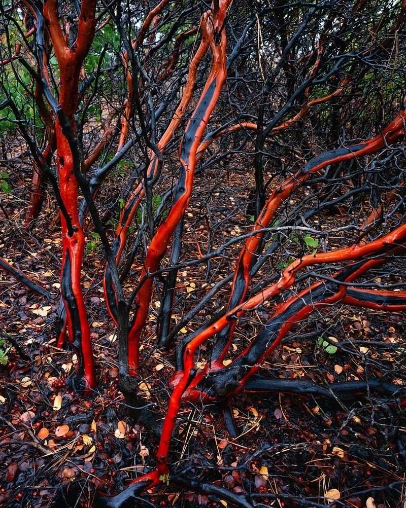 Manzanita Shrubs with Red-Barked Twists