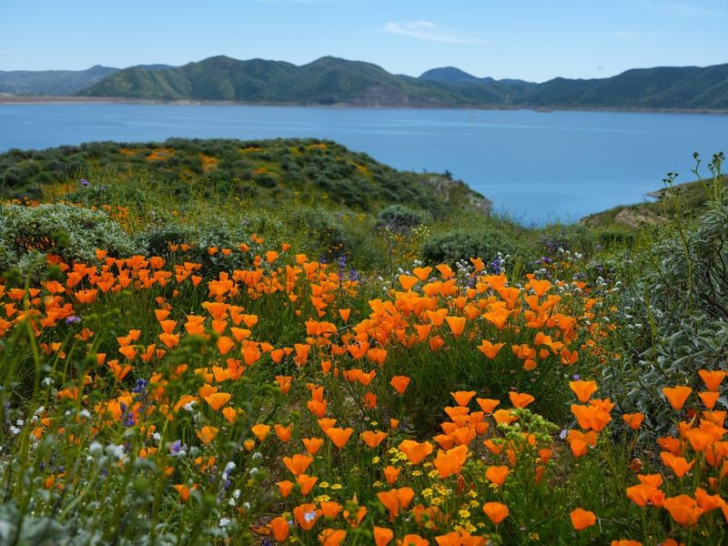 Seasonal Changes in Lake's Flora