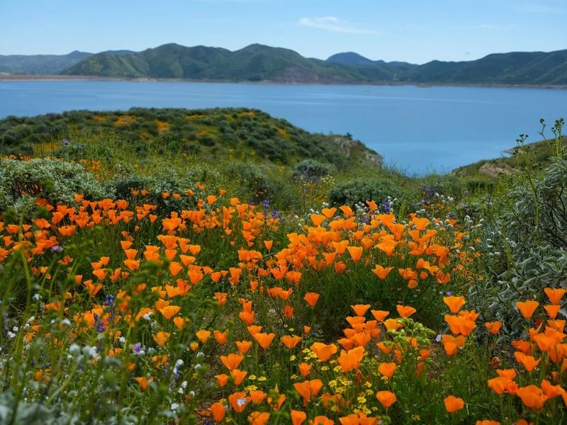 Seasonal Changes in Lake's Flora
