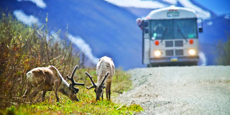Denali National Park Safari