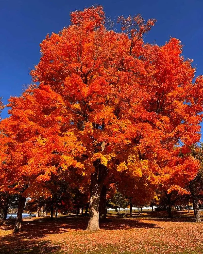 Sugar Maple Trees Along the Waterfront