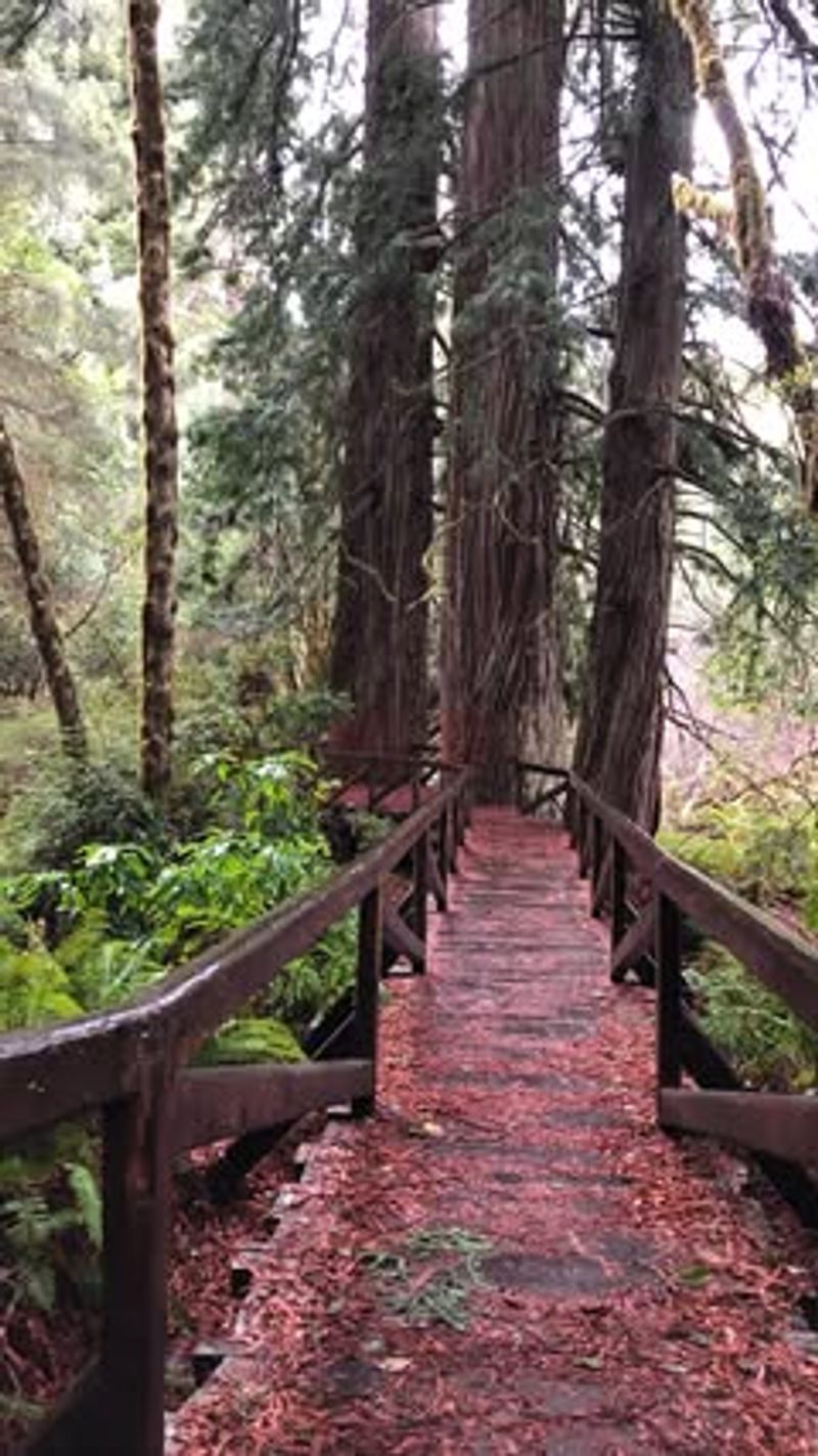 Redwood Forests: Tall Giants That Inspire Quiet Exploration
