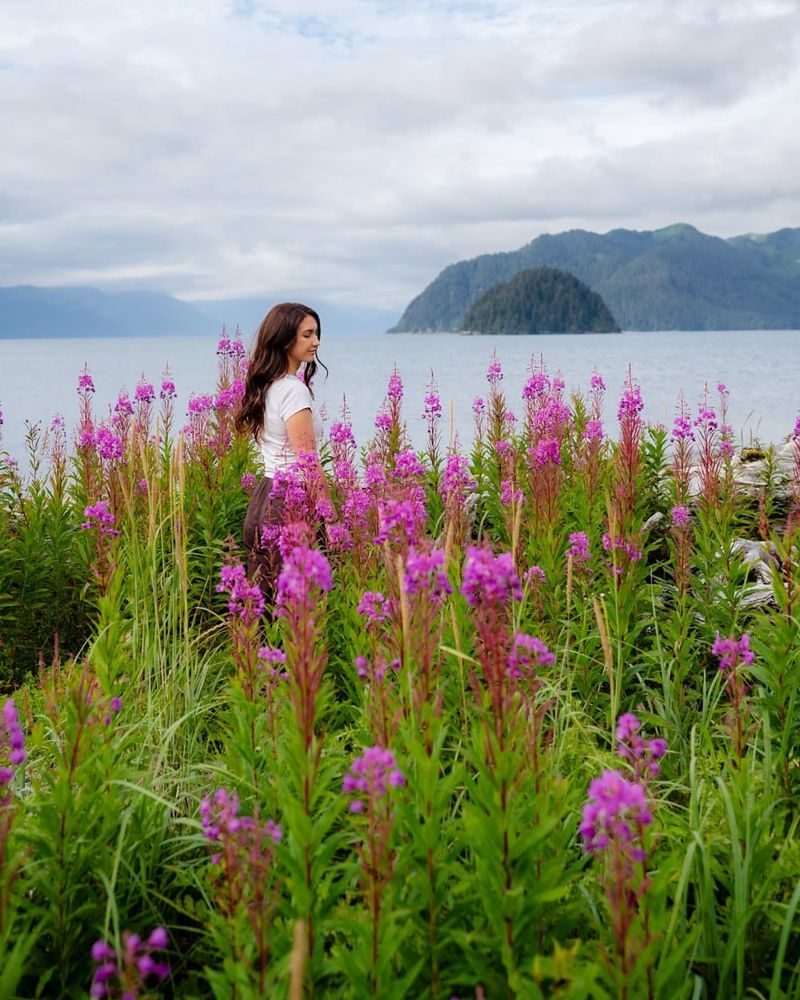 Fireweed That Lights Up Glacial Valleys