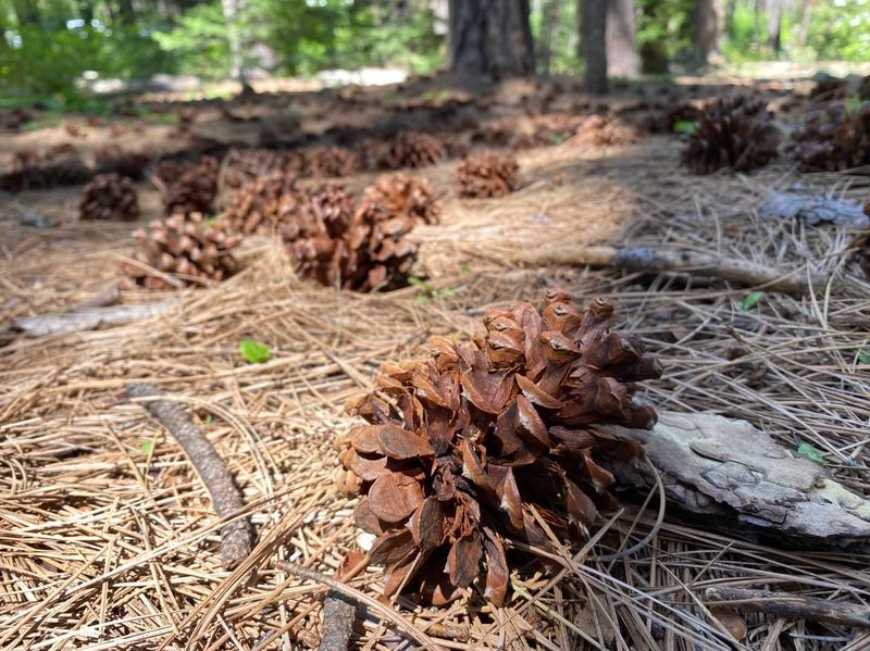 Sugar Pines with Record-Length Cones