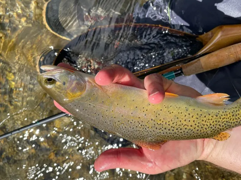 Traditional Fish Camp Experiences