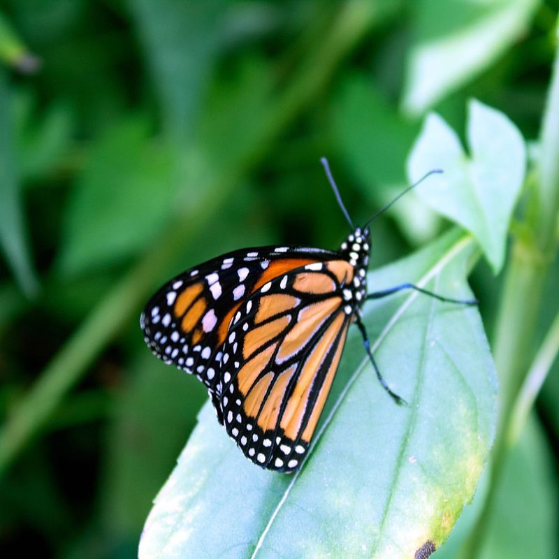 Milkweed Supporting Monarch Butterflies