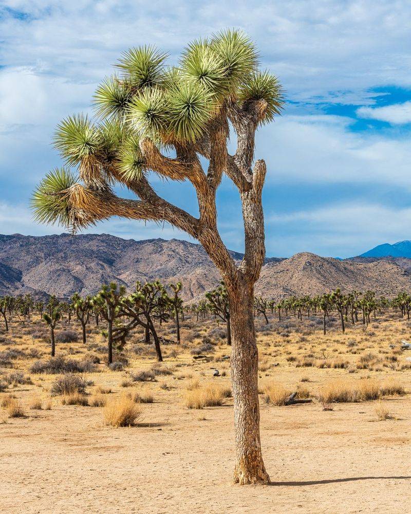 Joshua Trees in California’s Mojave Desert