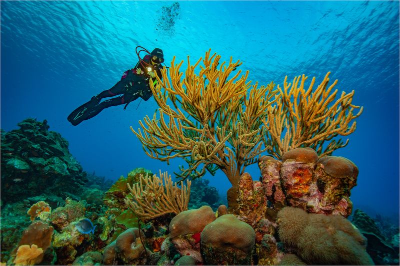 Diving the Blue Edge